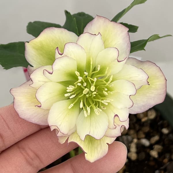 クリスマスローズ（原種交配種）：デュメトルム交配26-13／4号ポット【現品販売】