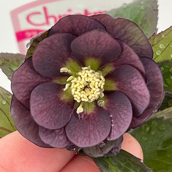 ●クリスマスローズ（原種交配種）：デュメトルム交配26-14／4号ポット【現品販売】