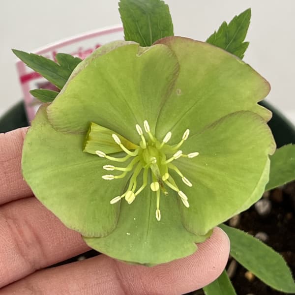 クリスマスローズ（原種交配種）：デュメトルム交配26-15／4号ポット【現品販売】