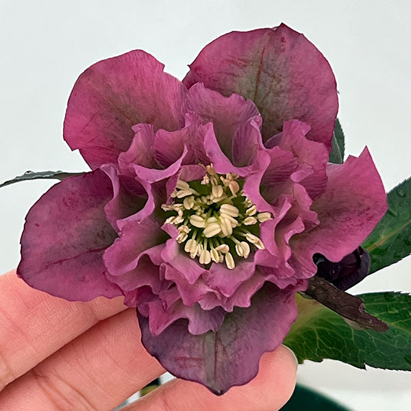 ●クリスマスローズ（原種交配種）：デュメトルム交配26-16／4号ポット【現品販売】