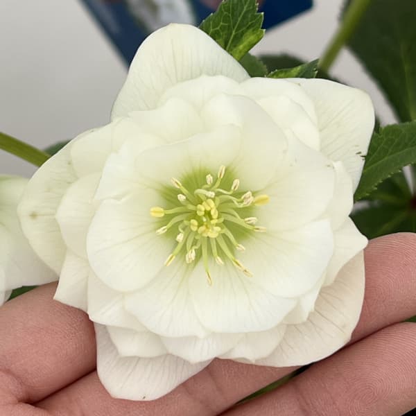 クリスマスローズ：ベーシックダブル26-70／1.5Lポット【現品販売】