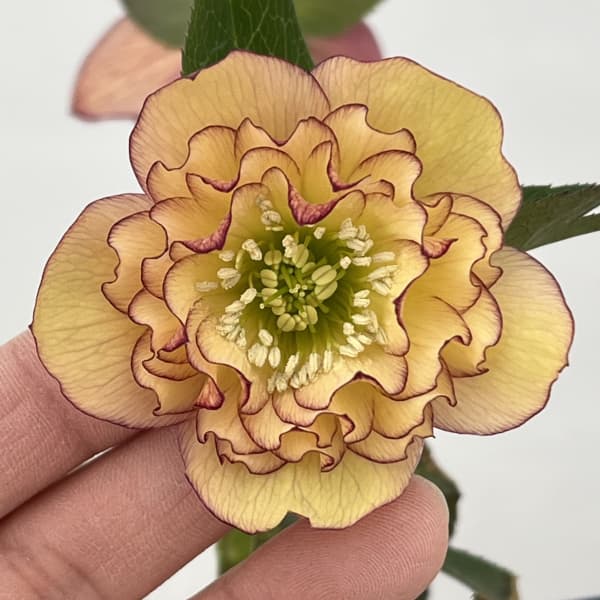 クリスマスローズ：ベーシックダブル26-71／1.5Lポット【現品販売】