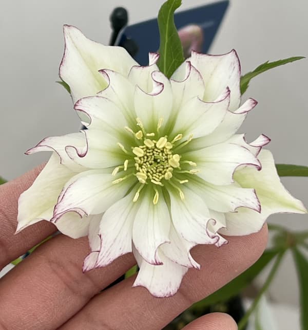 クリスマスローズ：ベーシックダブル26-72／1.5Lポット【現品販売】