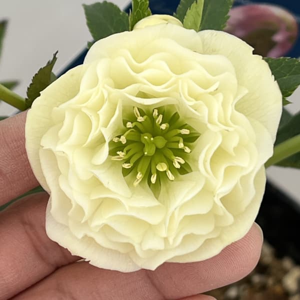 クリスマスローズ：ベーシックダブル26-73／1.5Lポット【現品販売】