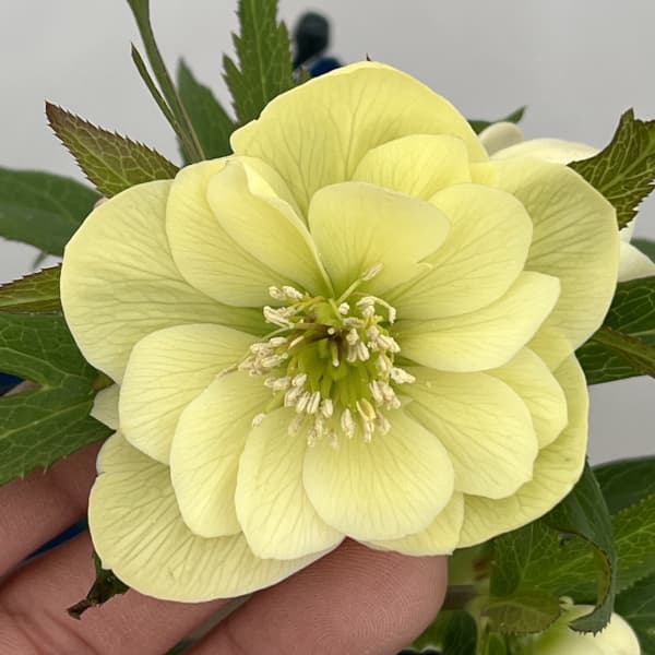 クリスマスローズ：ベーシックダブル26-74／1.5Lポット【現品販売】