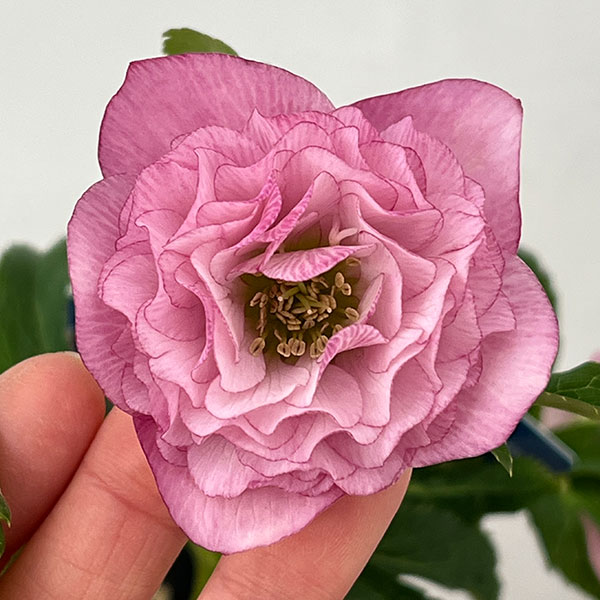 クリスマスローズ：ベーシックダブル26-75／1.5Lポット【現品販売】