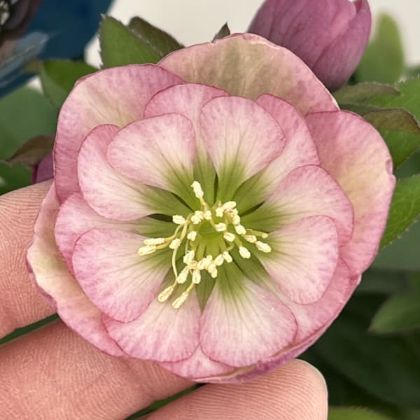 クリスマスローズ：ベーシックダブル26-77／1.5Lポット【現品販売】