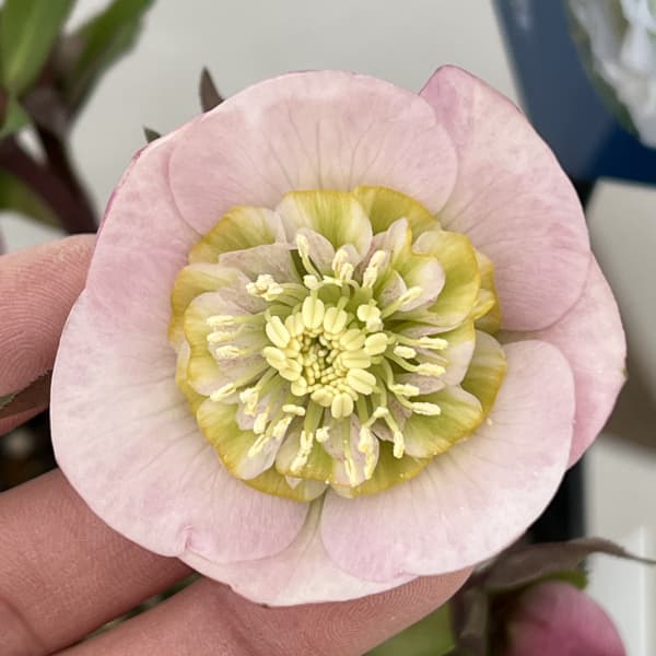 クリスマスローズ：ベーシックダブル（セミダブル）26-80／1.5Lポット【現品販売】