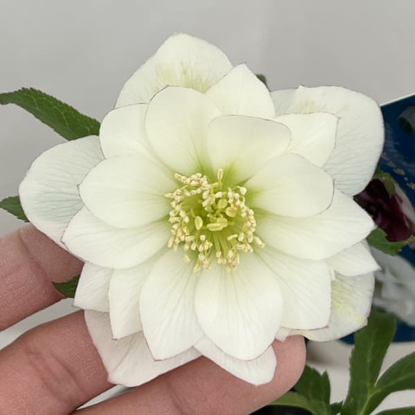 クリスマスローズ：ベーシックダブル26-82／1.5Lポット【現品販売】