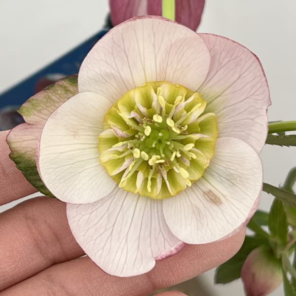 クリスマスローズ：ベーシックダブル（セミダブル）26-83／1.5Lポット【現品販売】