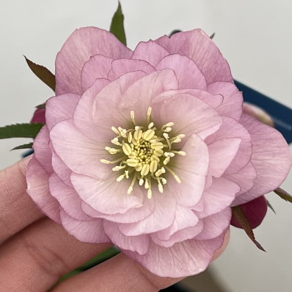 クリスマスローズ：ベーシックダブル26-86／1.5Lポット【現品販売】