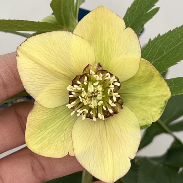 クリスマスローズ：ベーシックダブル（セミダブル）26-87／1.5Lポット【現品販売】