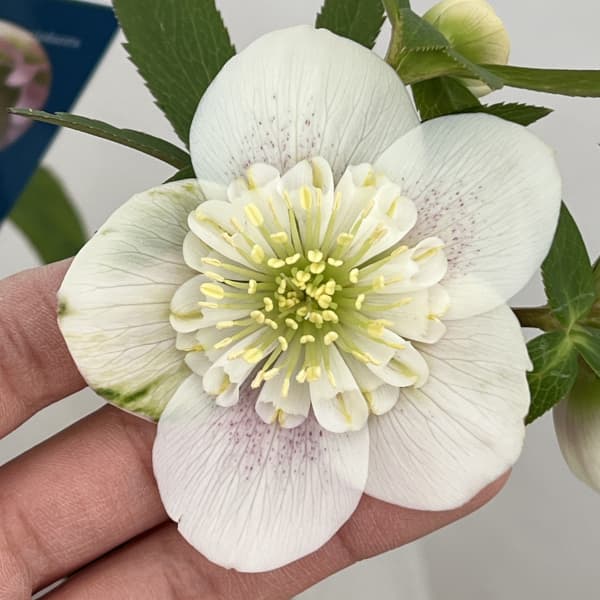 クリスマスローズ：ベーシックダブル（セミダブル）26-88／1.5Lポット【現品販売】