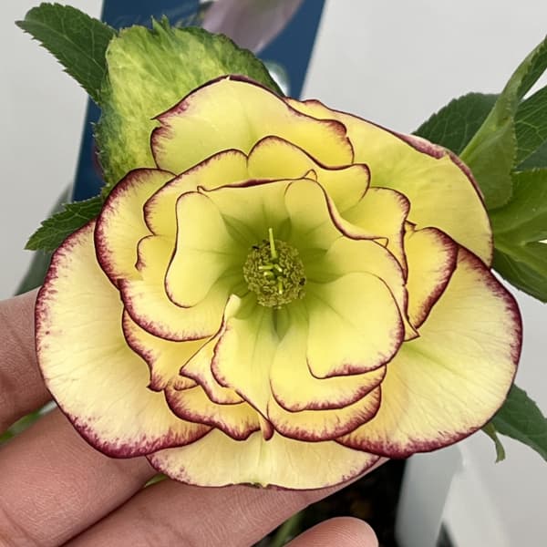 クリスマスローズ：ベーシックダブル26-89／1.5Lポット【現品販売】