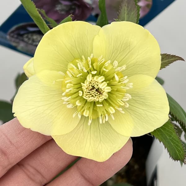 クリスマスローズ：ベーシックダブル（セミダブル）26-91／1.5Lポット【現品販売】