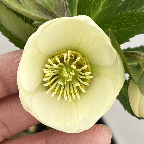 クリスマスローズ：ベーシックシングル26-22／1.5Lポット【現品販売】