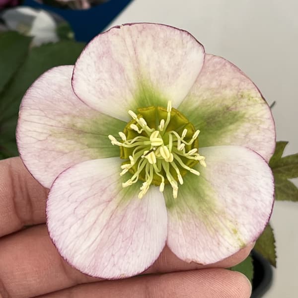 クリスマスローズ：ベーシックシングル26-27／1.5Lポット【現品販売】