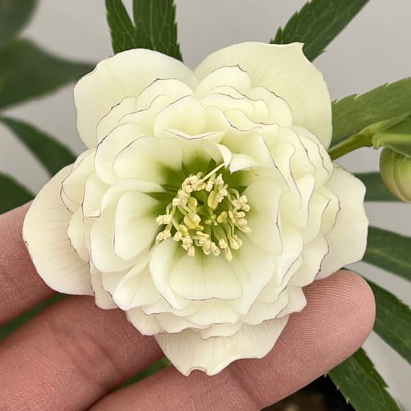 クリスマスローズ：セレクトダブル26-86／1.5Lポット【現品販売】