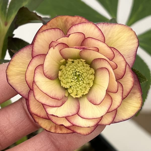 クリスマスローズ：セレクトダブル26-87／1.5Lポット【現品販売】