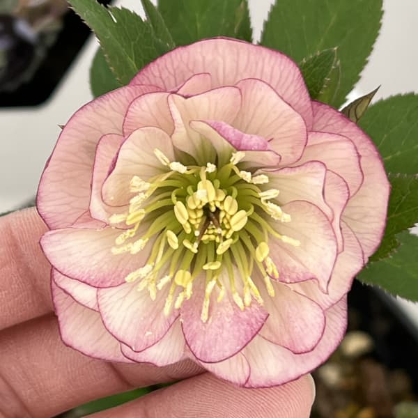 クリスマスローズ：セレクトダブル26-93／1.5Lポット【現品販売】