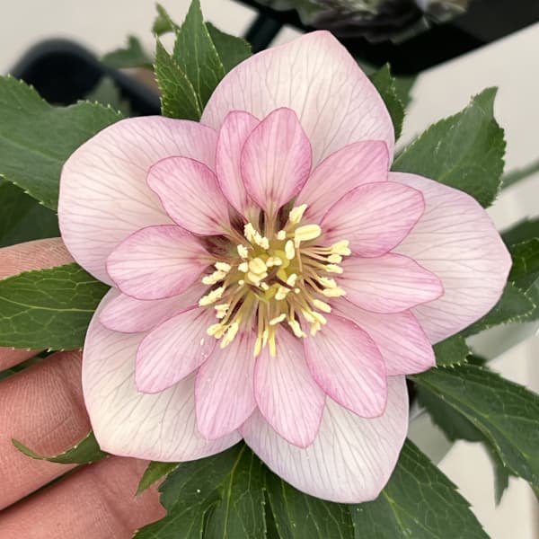 クリスマスローズ：セレクトダブル　静（シズカ）26-94／1.5Lポット【現品販売】