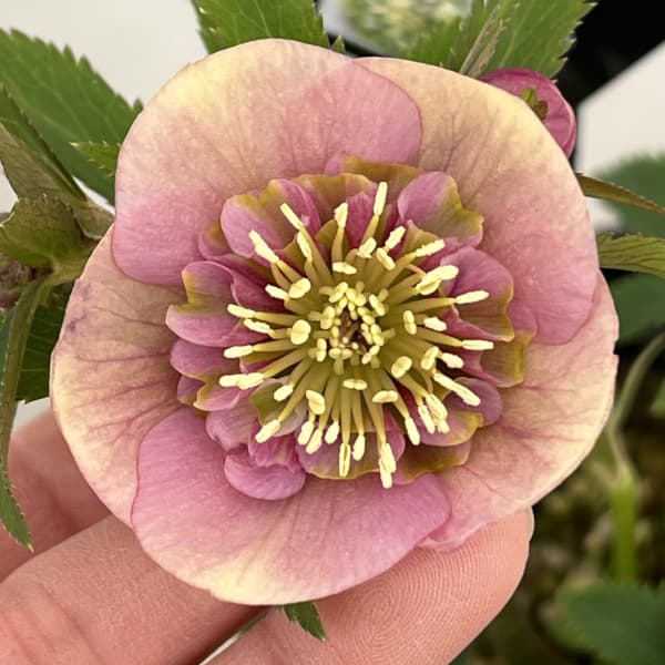 クリスマスローズ：セレクトセミダブル26-42／1.5Lポット【現品販売】