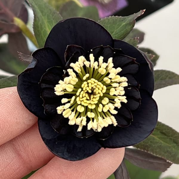 クリスマスローズ：セレクトセミダブル26-43／1.5Lポット【現品販売】