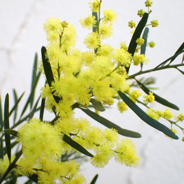 アカシア：ブリスベーンアカシア7号ポット