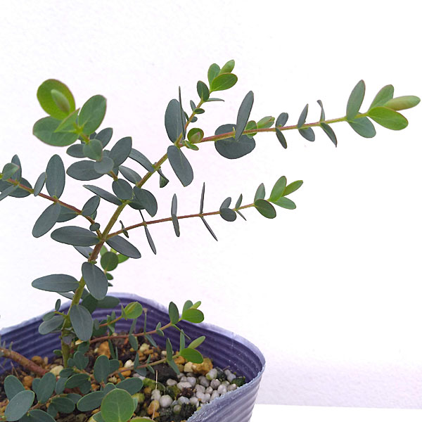 ユーカリ：バルブラ3号ポット