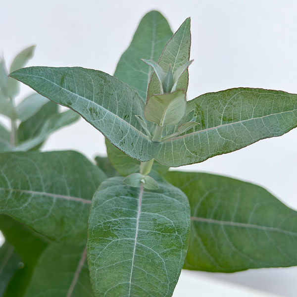 ユーカリ：スティックス2.5-3号ポット