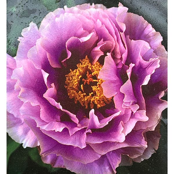 牡丹（ぼたん）：島の藤（しまのふじ）3～４年生苗8号鉢植え