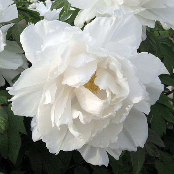 牡丹（ぼたん）：連鶴（れんかく）7号鉢植え