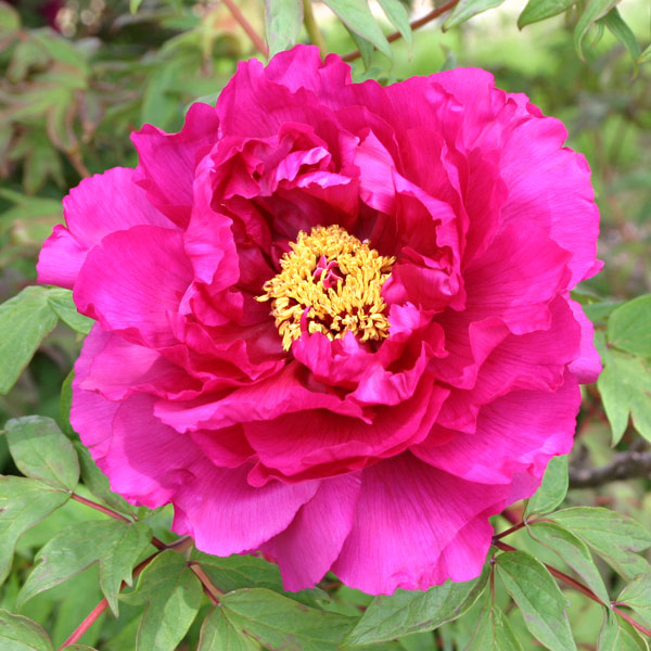 牡丹（ぼたん）：新鏡（しんかがみ）7号鉢植え