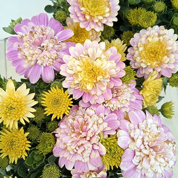 オステオスペルマム：トランスコンチェルト4号鉢植え