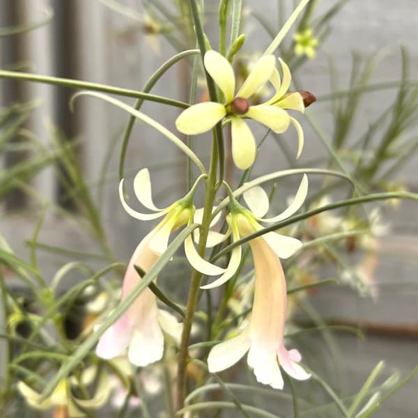 エレモフィラ：ホワイトトランペット6号鉢植え