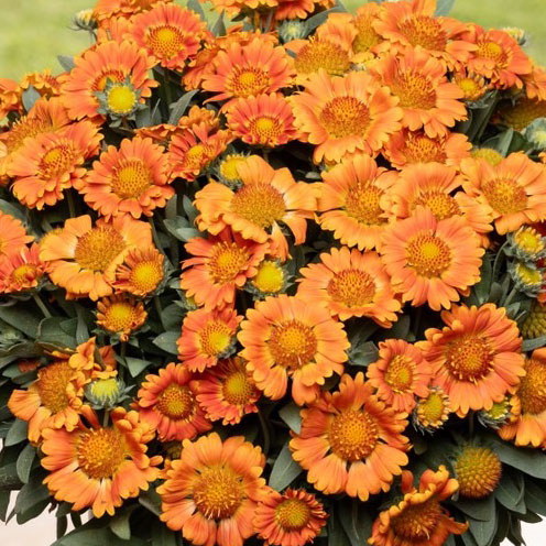 ガイラルディア：ガスト オレンジゼスト3.5号ポット