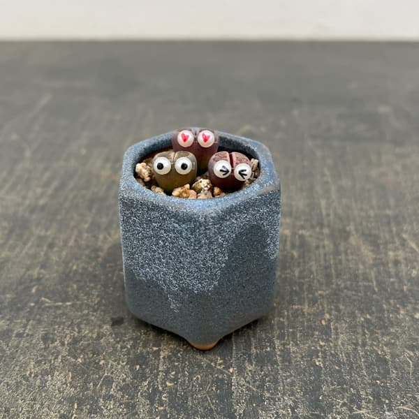 リトープス：リトープス星人　2号陶器鉢（ブルー）