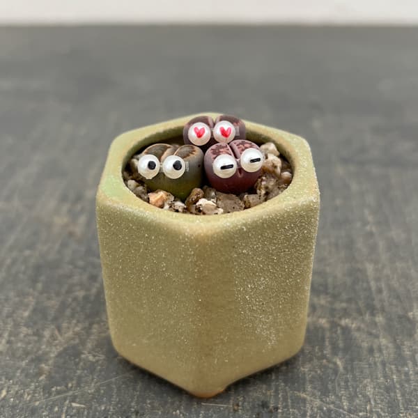 リトープス：リトープス星人　2号陶器鉢（グリーン）