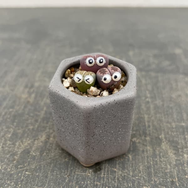 リトープス：リトープス星人　2号陶器鉢（グレー）