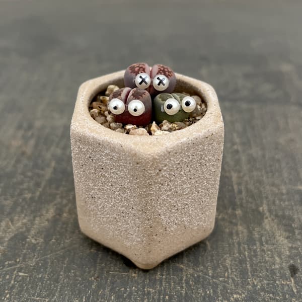 リトープス：リトープス星人　2号陶器鉢（ベージュ）