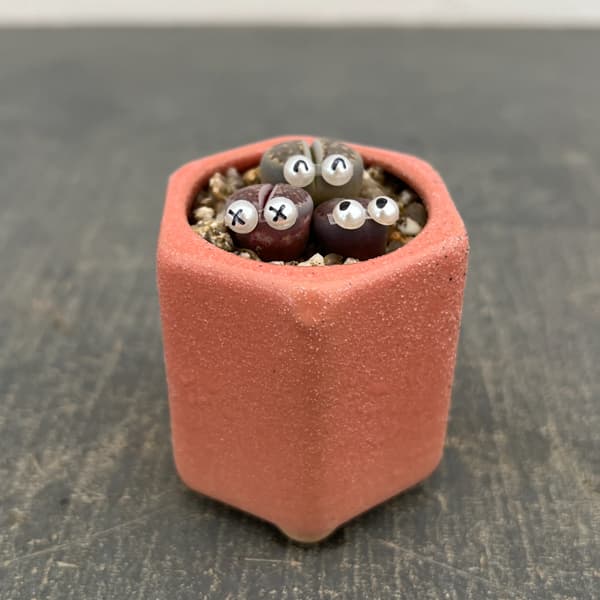 リトープス：リトープス星人　2号陶器鉢（ピンク）