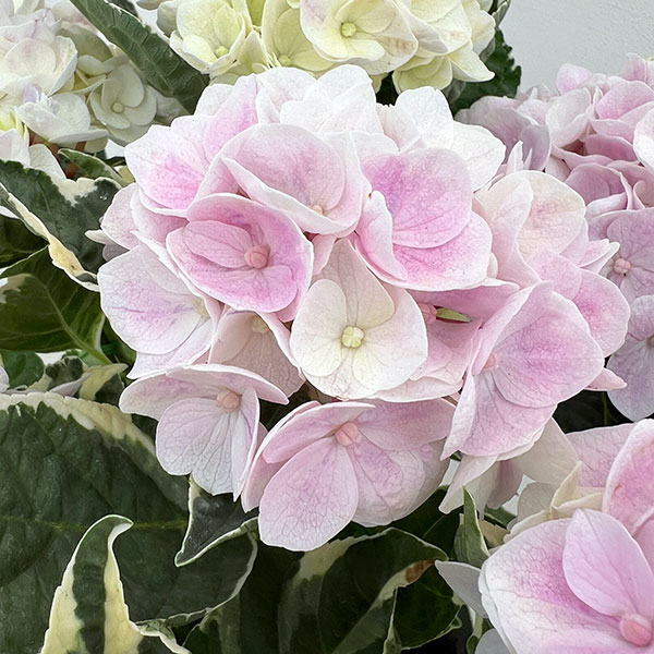 アジサイ（斑入り）：アンコンキャラクター（ピンク）5号鉢植え