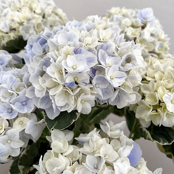 アジサイ（斑入り）：アンコンキャラクター（ブルー）5号鉢植え