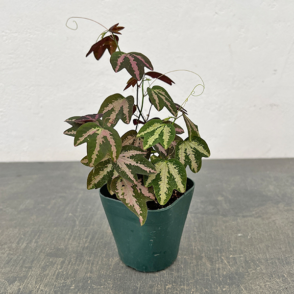 トケイソウ（時計草）：パッシフロラ 　トリファスキアタ　3号硬質ポット