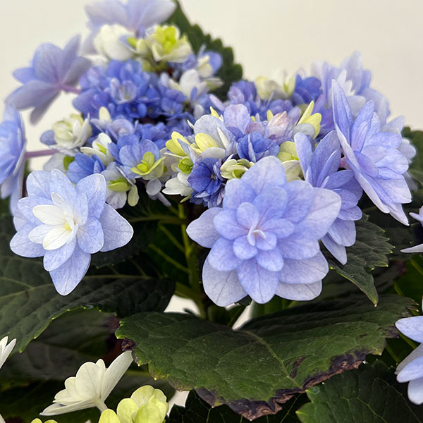 アジサイ：ミコアカリ（弥呼明り）ブルー5号鉢植え