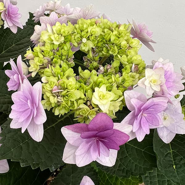 アジサイ：ミコアカリ（弥呼明り）ピンク5号鉢植え