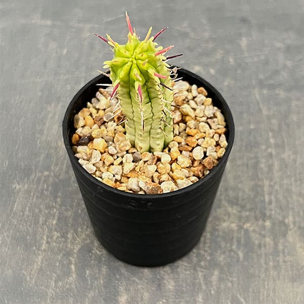 ユーフォルビア：紅彩閣錦（コウサイカクニシキ）　2.5号鉢植え