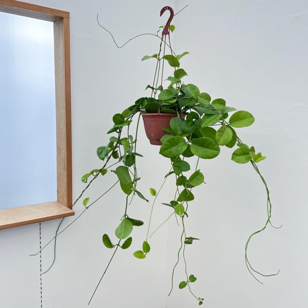 ホヤ マキシマ Hoya maxima 園芸ネット本店｜ホヤ：マキシマ 7号鉢植え の通販【公式】