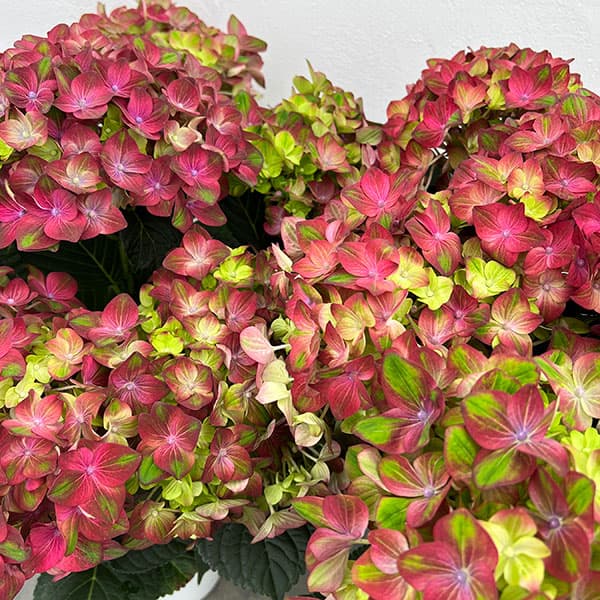 アジサイ：ロッソグローリー（ピンク）5号鉢植え