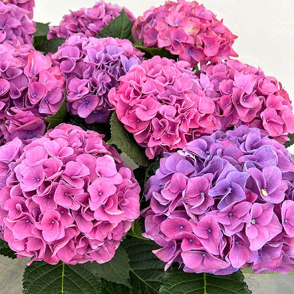 アジサイ：ハイメドウ（ピンク）5号鉢植え